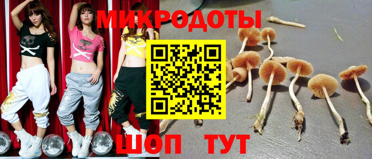 Псилоцибиновые грибы Psilocybe Светлоград