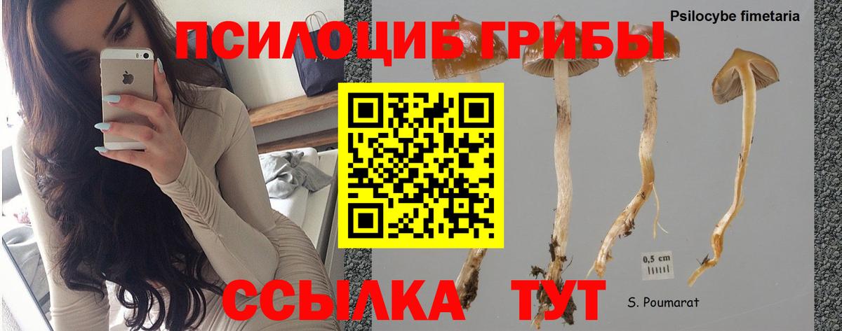 Галлюциногенные грибы Psilocybine cubensis Светлоград